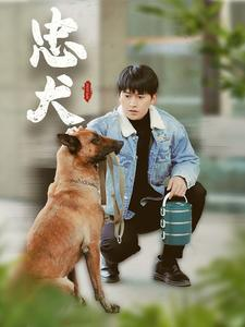 忠犬（34集）精彩短剧随心推